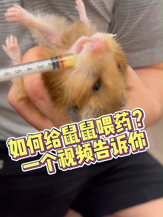 撸宠宠物医生一聂宁:如何给鼠喂药,看看网友的操作 可以作为参考,但是部分的鼠会咬人,需要做好防护。#金丝熊 #养鼠日常分享 #仓鼠 #仓鼠喂药