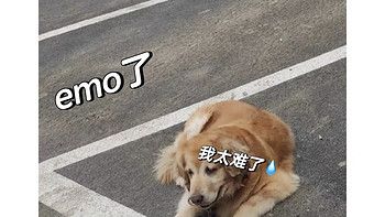 都2023了还有人不知道宠物软骨素!?
