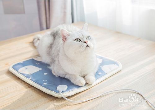 天气转冷，要给狗狗准备什么保暖的？