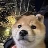 财财是豆柴
