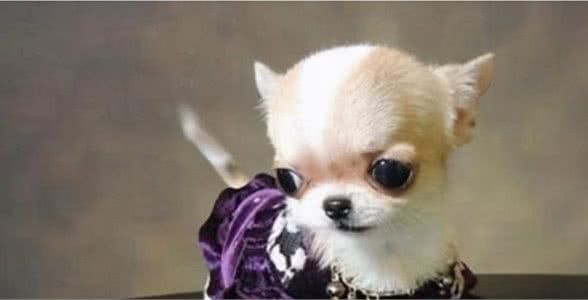 戈赞:灵魂提问茶杯犬好养吗?