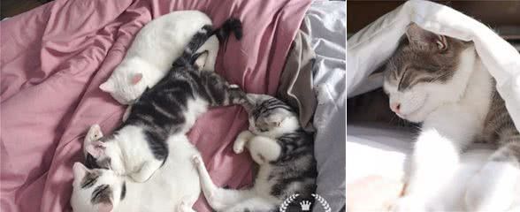 猫咪的各种小动作悄悄告诉你—冬天来了!老王助你让猫咪更好过冬
