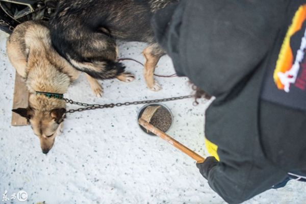 美国雪橇犬大赛，世界上最艰难狗狗赛事，零下20度跑要跑9天