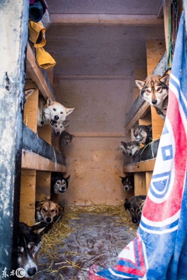 美国雪橇犬大赛，世界上最艰难狗狗赛事，零下20度跑要跑9天