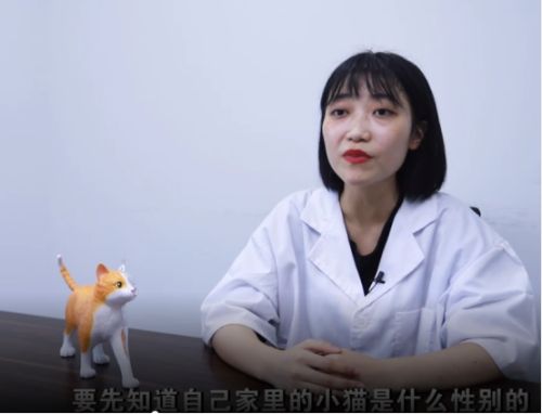 猫咪多大可以做绝育手术