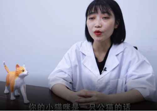 猫咪多大可以做绝育手术