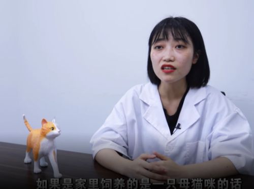 猫咪多大可以做绝育手术