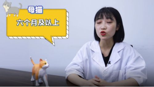 猫咪多大可以做绝育手术
