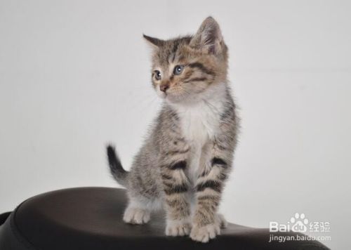 养猫的注意事项有哪些 室内养猫的注意事项