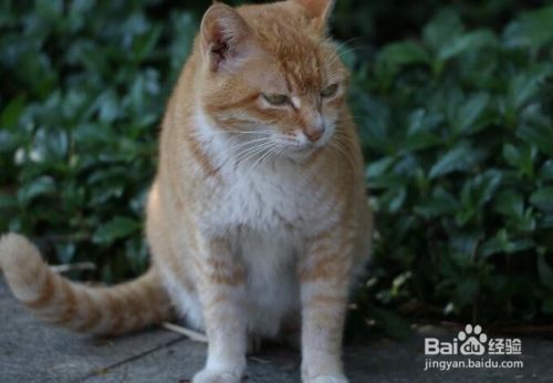 养猫的注意事项有哪些 室内养猫的注意事项