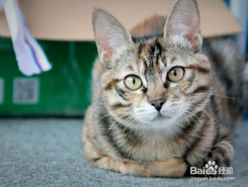 养猫的注意事项有哪些 室内养猫的注意事项