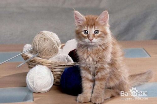 养猫的注意事项有哪些 室内养猫的注意事项