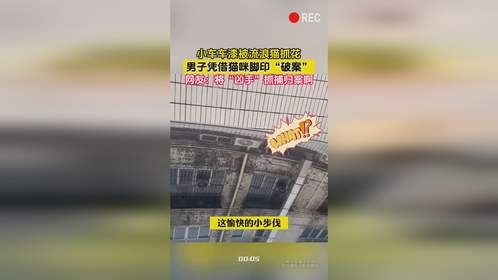 小车车漆被流浪猫抓花，男子凭借猫咪脚印“破案”