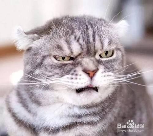 室内养猫有哪些禁忌？