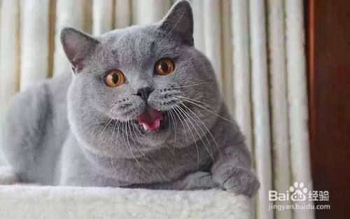 室内养猫有哪些禁忌？
