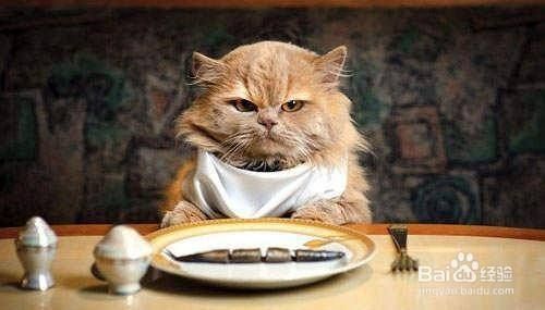 室内养猫有哪些禁忌？
