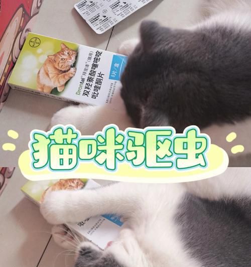 宠物幼猫驱虫时间详解（选择适当时间让宠物幼猫远离虫害）