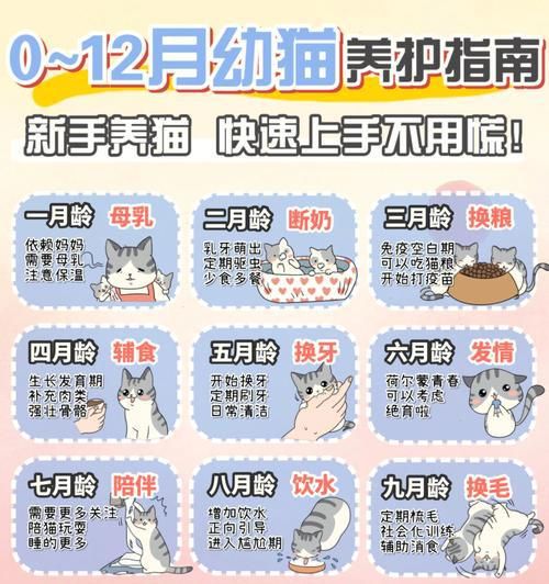 幼猫洗澡的注意事项（如何正确给幼猫洗澡）