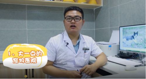 怎么领养流浪猫？