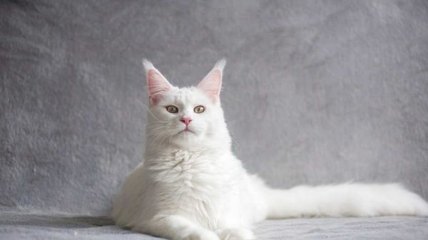 刚生产完的猫咪吃什么