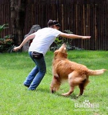 训练狗狗有哪些误区
