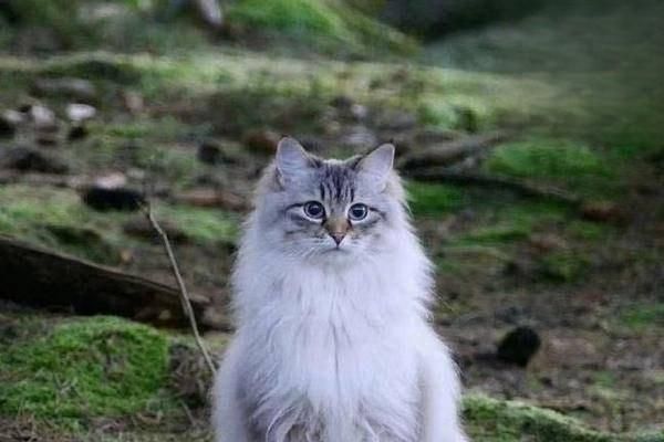 猫咪眼部疾病及眼药水