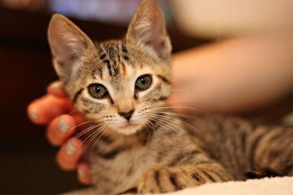 猫咪眼部疾病及眼药水