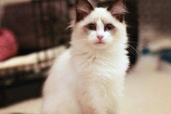 猫咪眼部疾病及眼药水