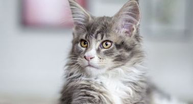 猫咪家庭护理百科！