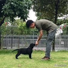 辟谣：狗咬人后不能再继续饲养了？如何拯救我们的“坏狗狗”