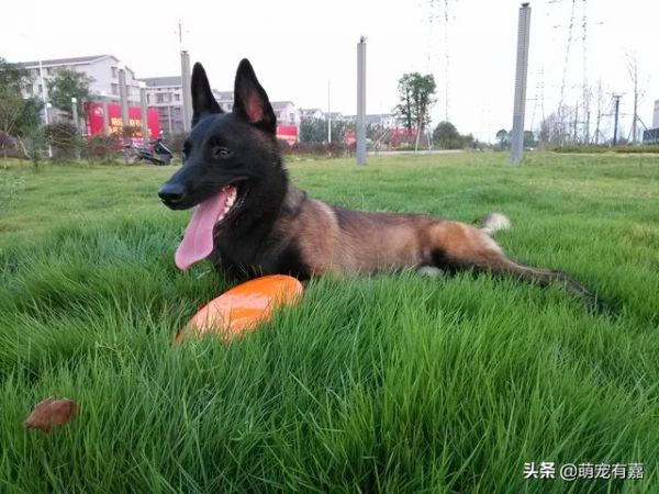 辟谣：狗咬人后不能再继续饲养了？如何拯救我们的“坏狗狗”