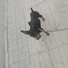 三岁公小鹿犬求一个人好人家领养