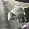 会用猫砂盆 乖