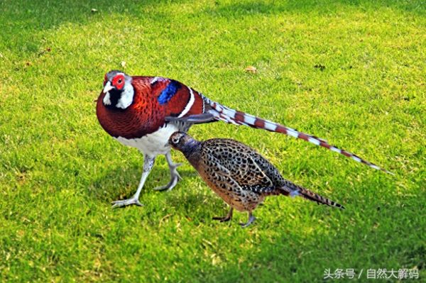 中国珍稀动物——长尾雉