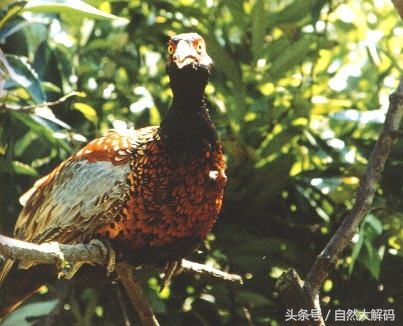 中国珍稀动物——长尾雉