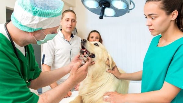periodontal-disease-dogs-4-720x407.jpg