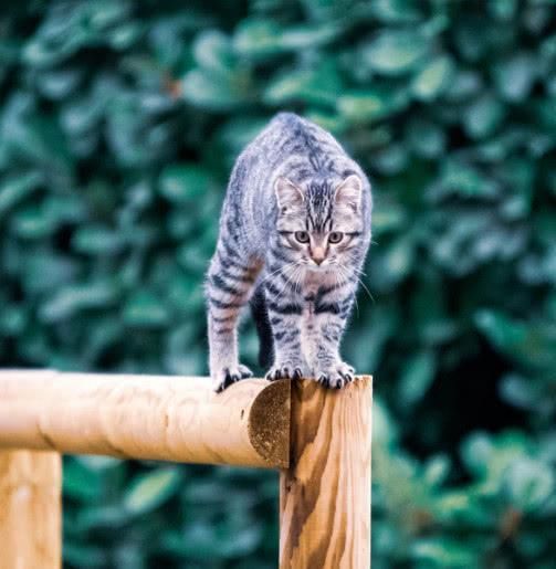 关于中国特有的狸花猫你知道多少？它是一种珍贵的猫咪吗