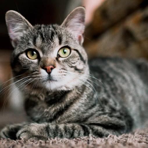 关于中国特有的狸花猫你知道多少？它是一种珍贵的猫咪吗