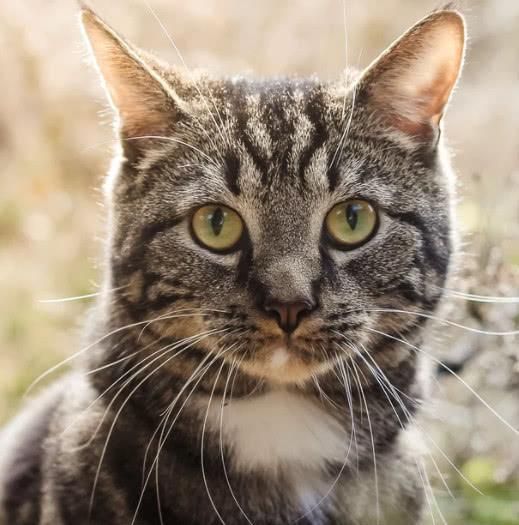 关于中国特有的狸花猫你知道多少？它是一种珍贵的猫咪吗