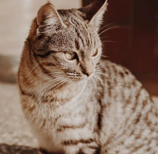 关于中国特有的狸花猫你知道多少？它是一种珍贵的猫咪吗