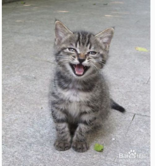 狸花猫吃什么？