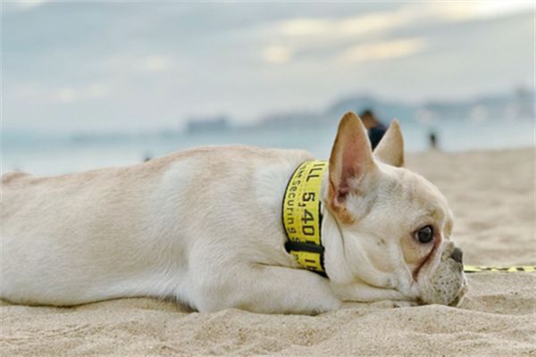 狗狗皮屑多的原因