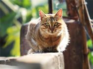 孕期的猫咪在饮食上要注意什么