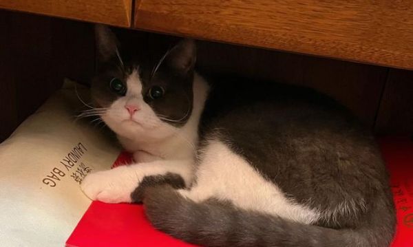 小猫指甲过长，该如何处理（宠物爱好者必看）
