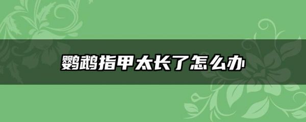 鹦鹉指甲太长了怎么办