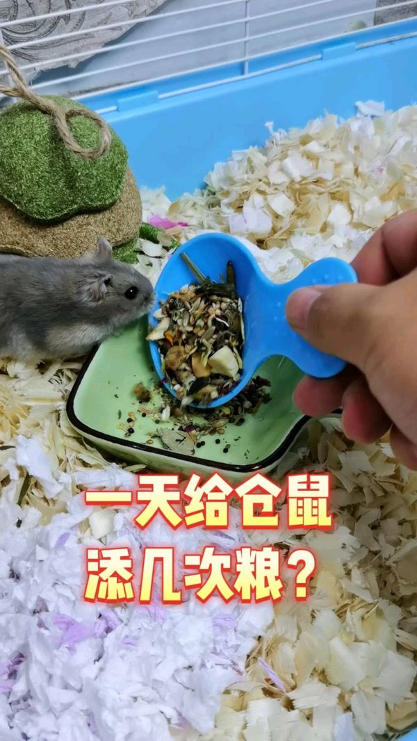 仓鼠喂食方法_仓鼠专用粮_仓鼠食物搭配_仓鼠健康饮食指南_仓鼠一天吃多少合适_仓鼠食盆推荐_仓鼠喂食时间表_仓鼠营养需求