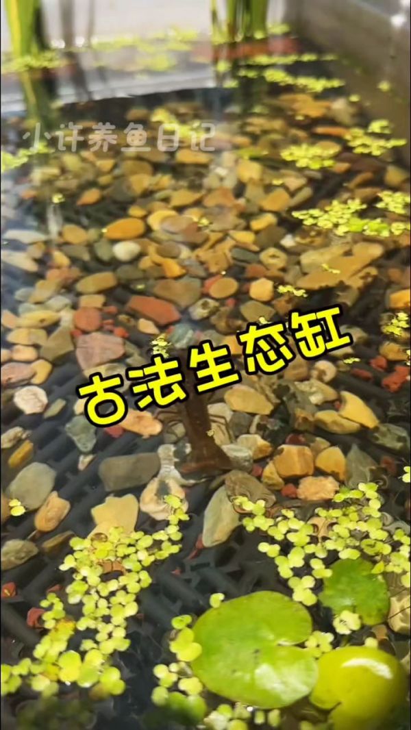 生态鱼缸制作教程_鱼缸水草种植_生态鱼缸设计图_古法养鱼技巧_家庭鱼缸制作教程_鱼缸制作材料_DIY鱼缸制作方法_观赏鱼养殖技巧_生态鱼缸造景教学_鱼缸水循环系统设计