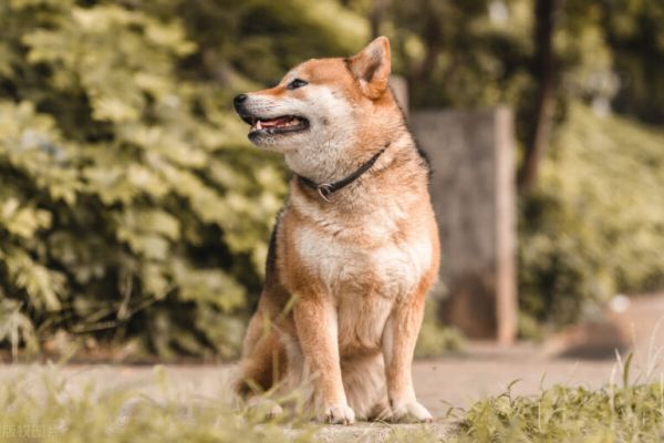 狗狗的 8 种叫声,你都知道它们什么意思吗?