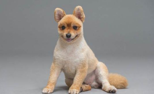 狗狗的部分犬叫的含义