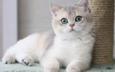 繁育英短蓝金渐层的猫舍不是很多，但蓝金渐层热度很高